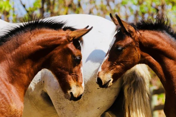 2 serviço clonagem - Copy