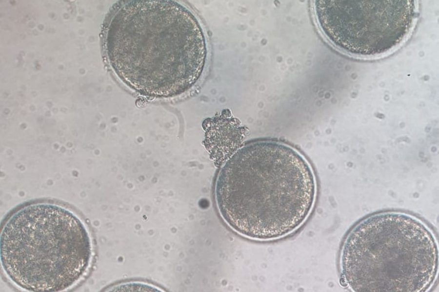 5.2 icsi - embriões resultados esperados