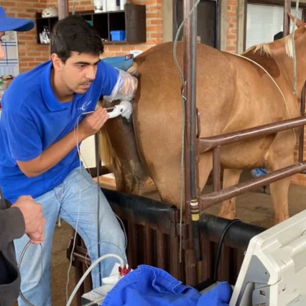 6.3 icsi - resultados podem variar